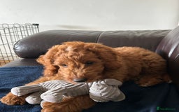 Cockapoo dogs for sale: Toy Cockapoo  - Image 2