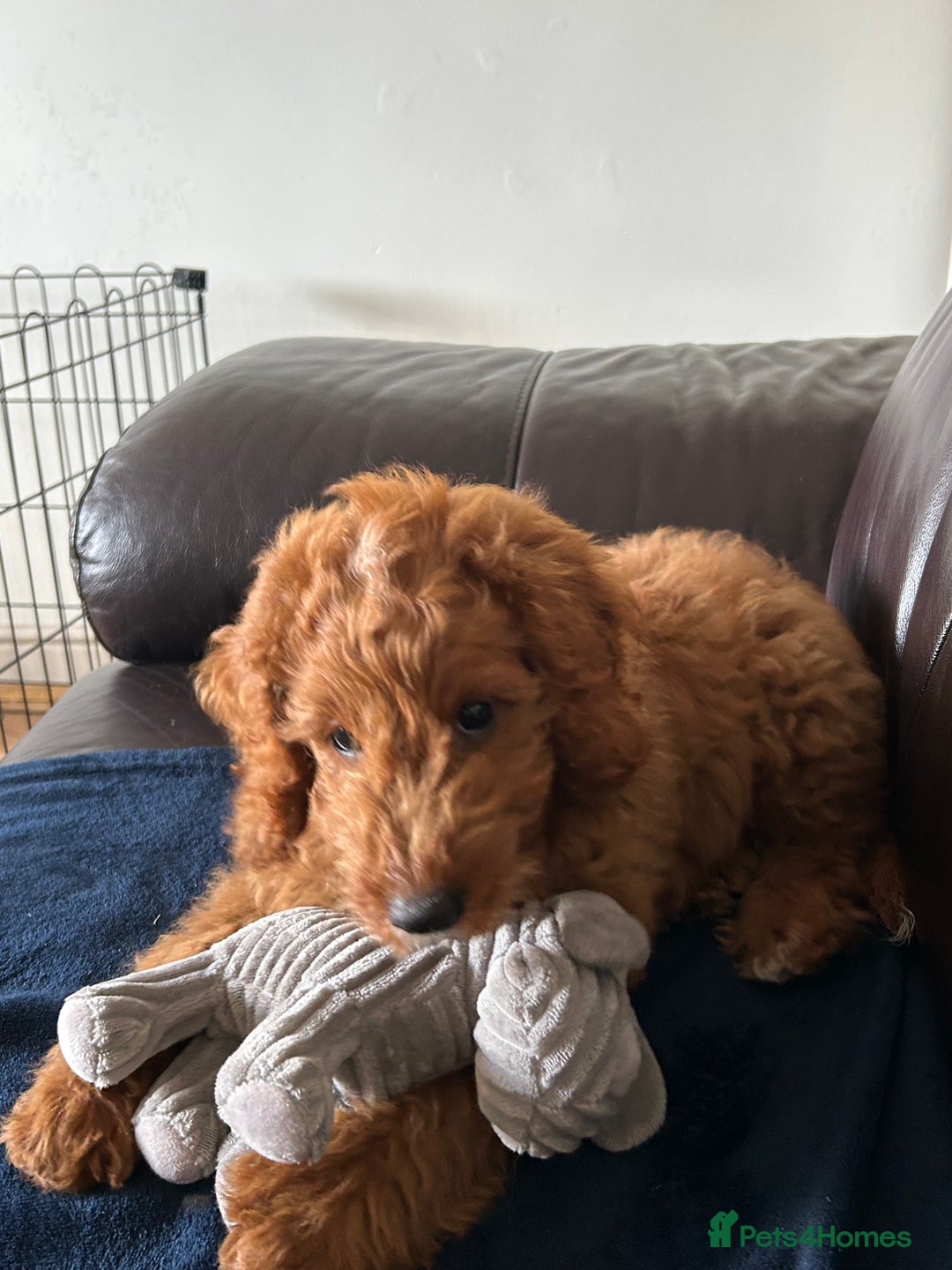 Cockapoo dogs for sale: Toy Cockapoo  - Image 2