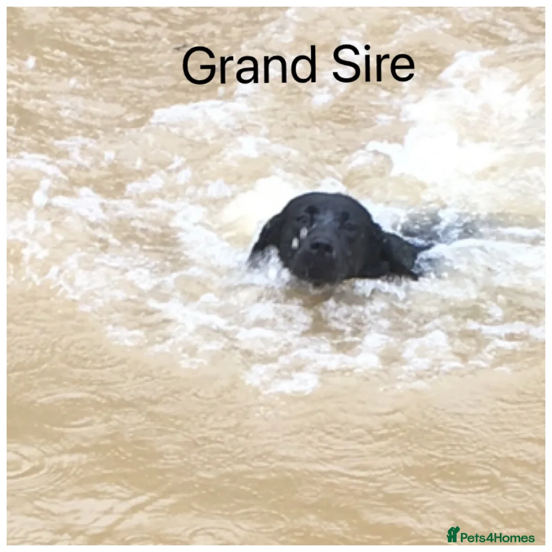 Labrador Retriever dogs for sale: Stunning KC pups, health tested&excellent lineage - Advert 17