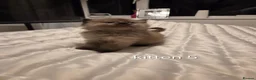 Ragdoll cats for sale: 7 beautiful ragdoll kittens available ♥️  - Advert 25