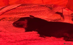 Rottweiler dogs for sale: Pedigree German chunky Rottweiler puppies  - Image 10