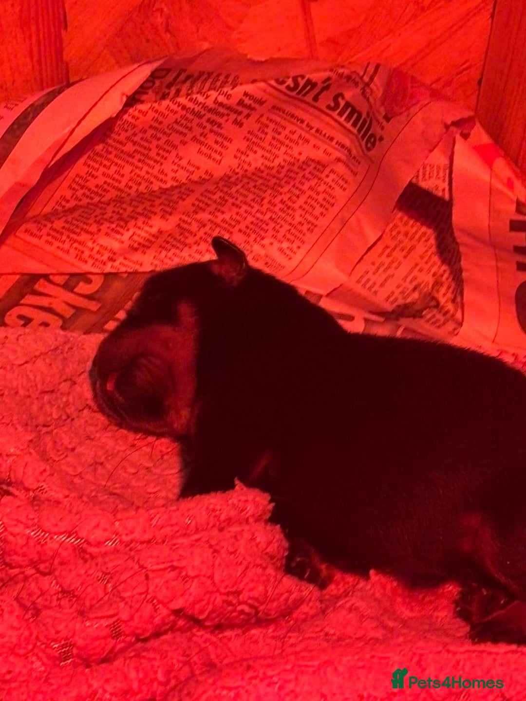 Rottweiler dogs for sale: Pedigree German chunky Rottweiler puppies  - Image 10