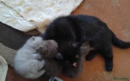 Exotic cats for sale: GCCF Registered Exotic Kittens  - Image 4
