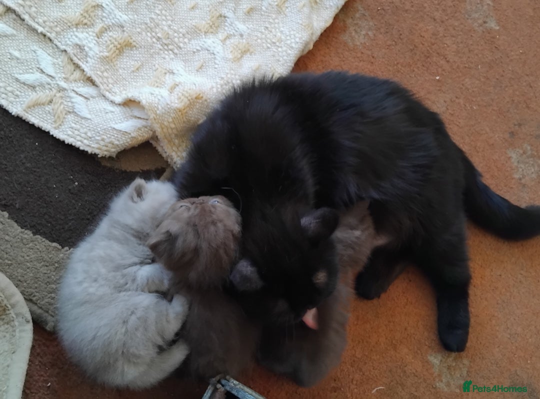 Exotic cats for sale: GCCF Registered Exotic Kittens  - Image 4
