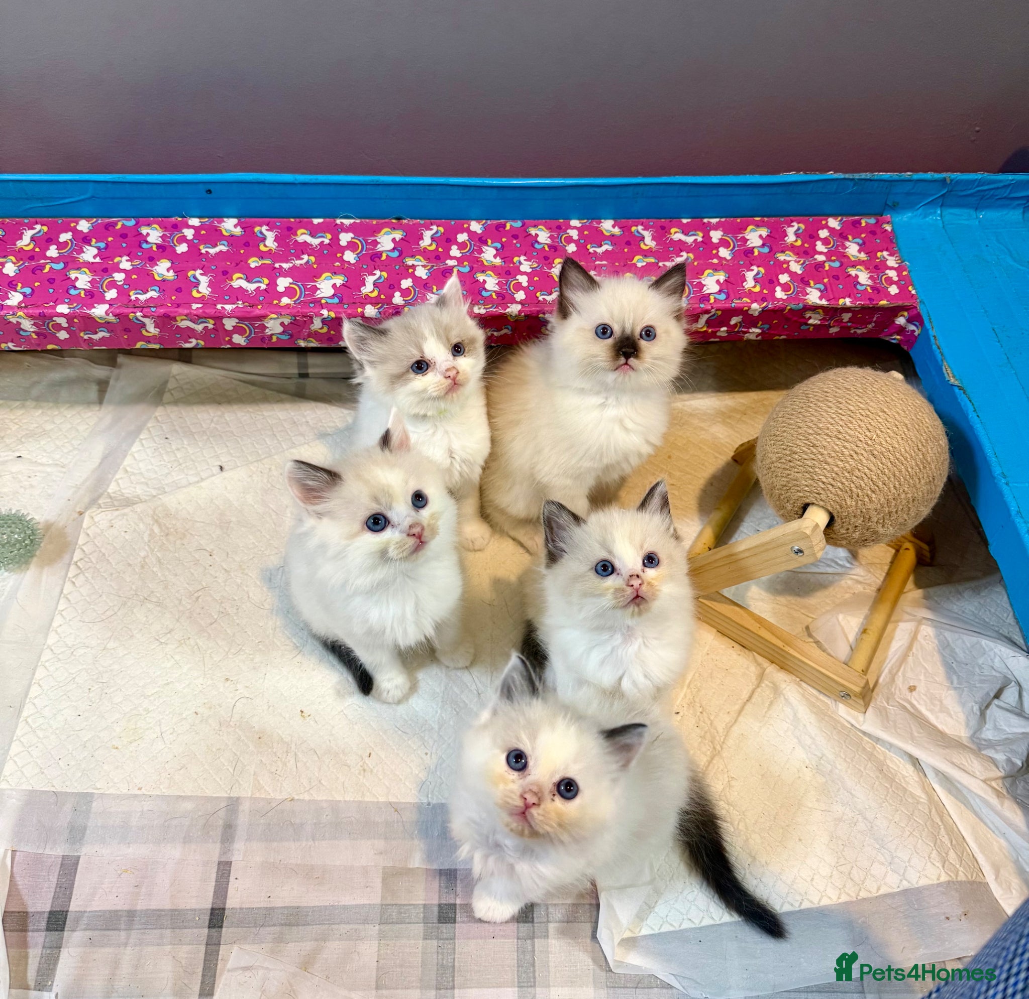 Ragdoll cats VIEWING WELCOME 5 Ragdoll kittens 3 RESERVED - Advert 10
