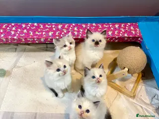 Ragdoll cats 1 BOY, 1 GIRL LEFT. 1st Vacs done, ready to go - Advert 2