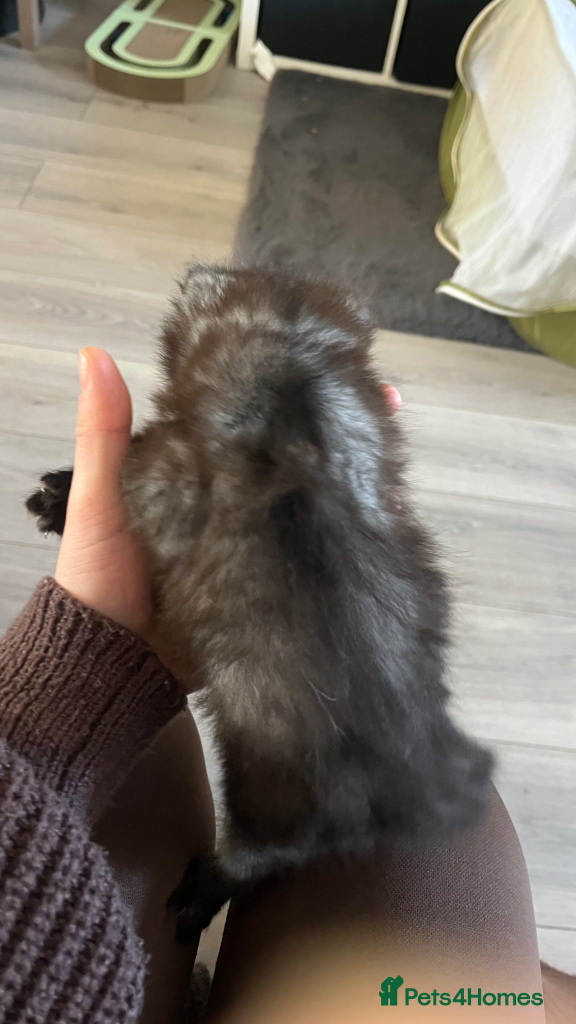 Mixed Breed cats for sale: beautiful fluffy female kitten  - Advert 2