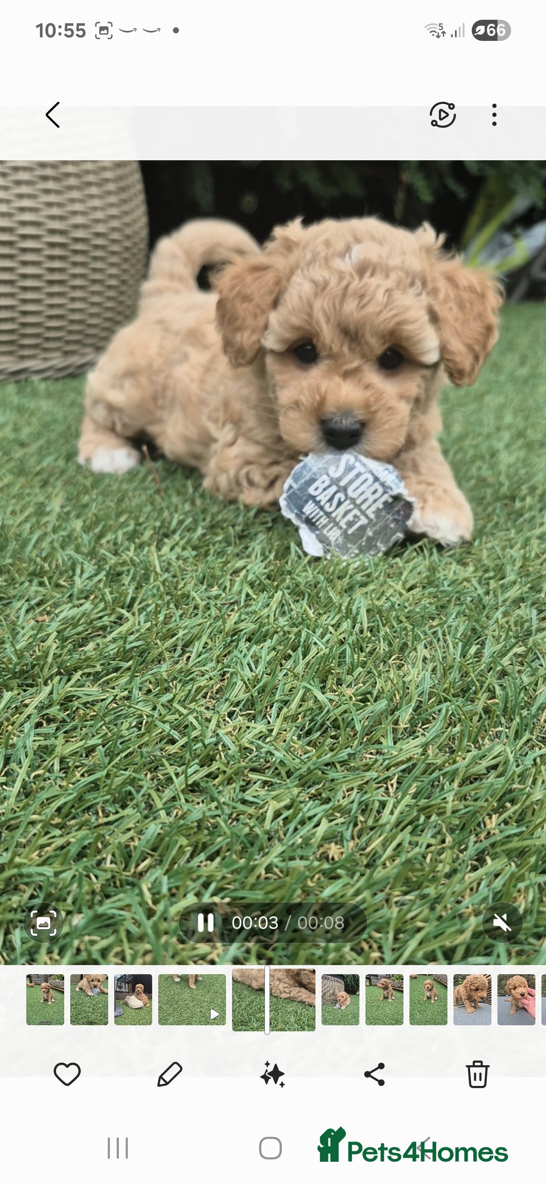 Mixed Breed dogs for sale: ❤️ STUNNING WESTIEPOO PUPS ❤️ - Image 6