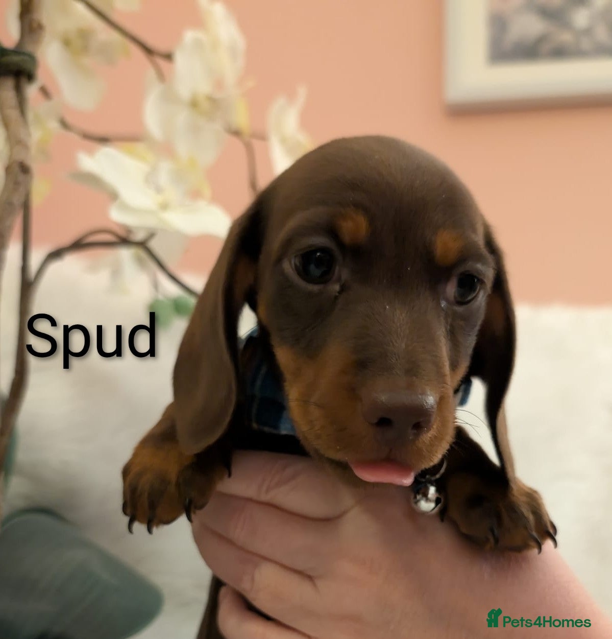 Miniature Dachshund dogs Miniature Dachshund LAST 1 LEFT - Advert 1