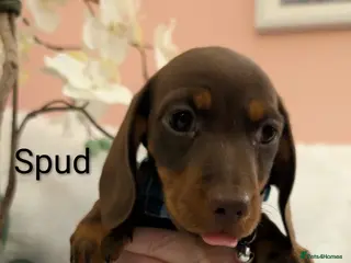 Miniature Dachshund dogs Miniature Dachshund LAST 1 LEFT - Advert 1