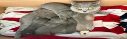 British Shorthair cats for sale: Beautiful British shorthair blue kittens - Advert 1