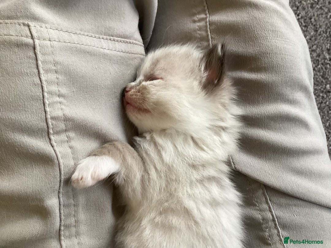 Ragdoll cats for sale: Adorable Ragdoll Kittens - Image 15