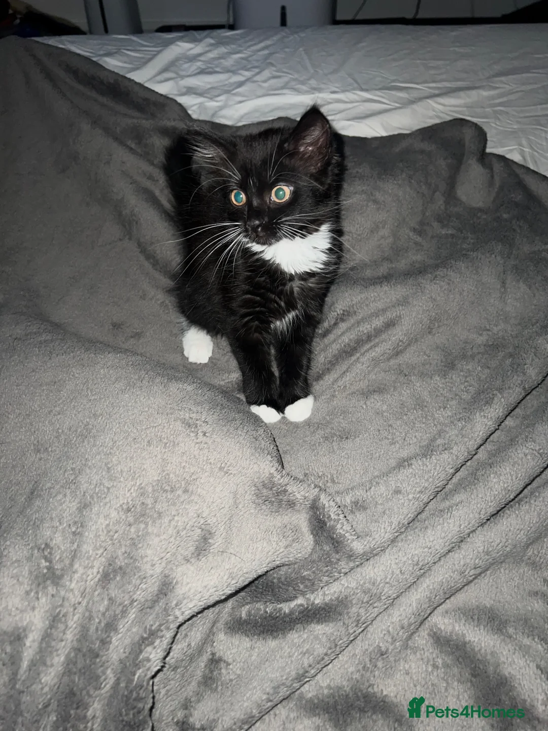 Mixed Breed cats for sale: LAST Kitten READY TO LEAVE - Advert 2