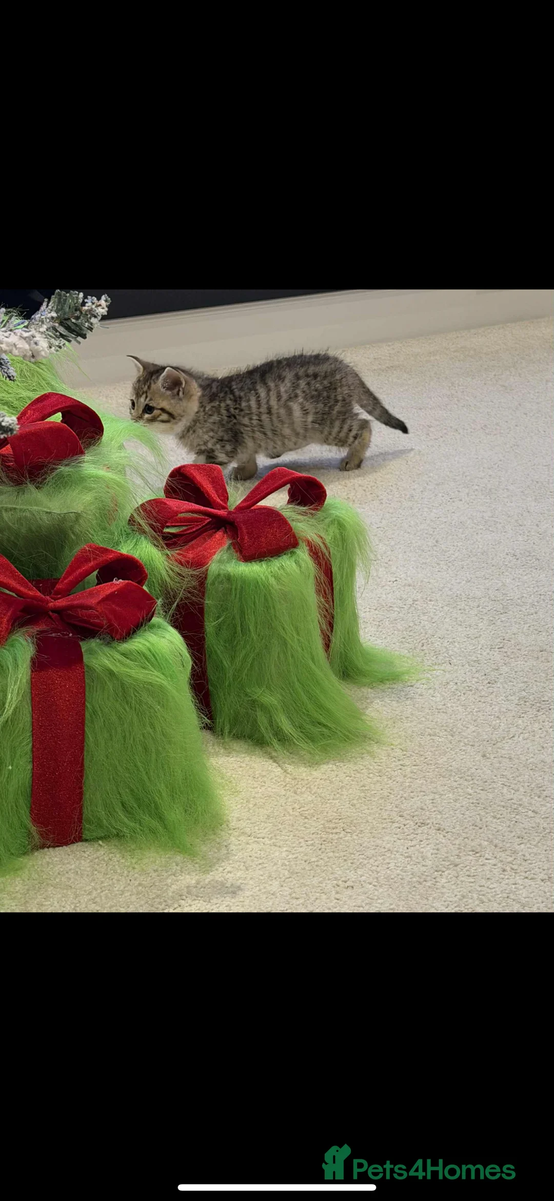 Mixed Breed cats for sale: Siberian x British Shorthair  - Advert 8