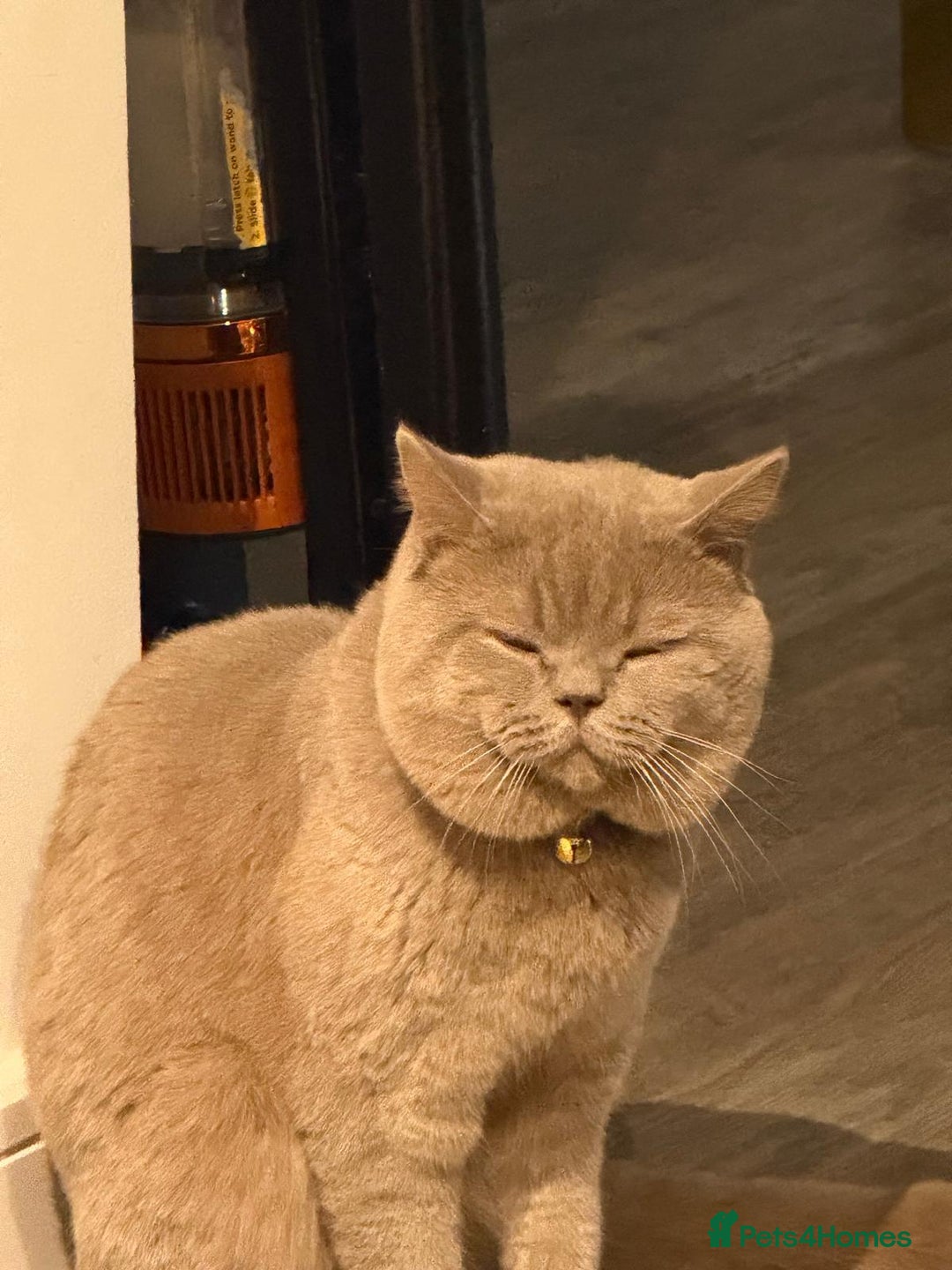 British Shorthair cats for stud: Lilac BSH proven STUD - Advert 5