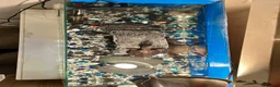Turtle reptiles for sale: Musk turtles with full set - Advert 7