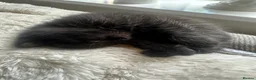 Persian cats for sale: Stunning Persian Cross Kittens  in Huddersfield - Advert 13