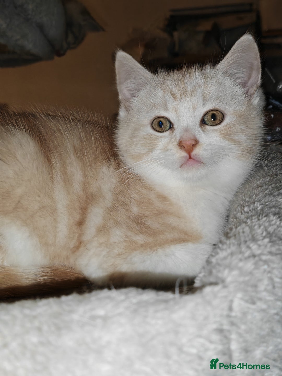 Mixed Breed cats for sale: British Shorthair Mix kittens - Ready Now - Advert 21