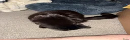 Mixed Breed cats for sale: Adorable black female cat for adoption  in Manchester - Advert 3