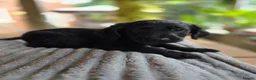 Labradoodle dogs for sale: 4 Beautiful female Labradoodles Ready to go! - Advert 14