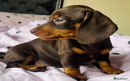 Miniature Dachshund dogs for sale: Miniature dachshunds READY for forever home 🐶🤎 - Image 10