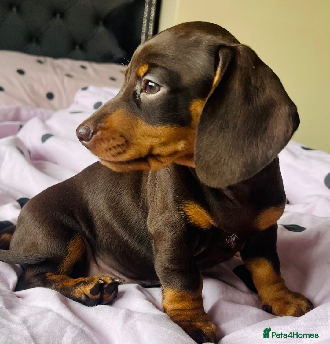 Miniature Dachshund dogs for sale: Miniature dachshunds READY for forever home 🐶🤎 - Image 10