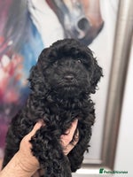 Cavapoo dogs - Advert 9