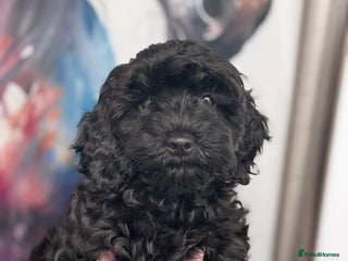 Cavapoo dogs - Advert 24