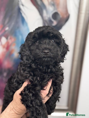 Cavapoo dogs - Advert 5