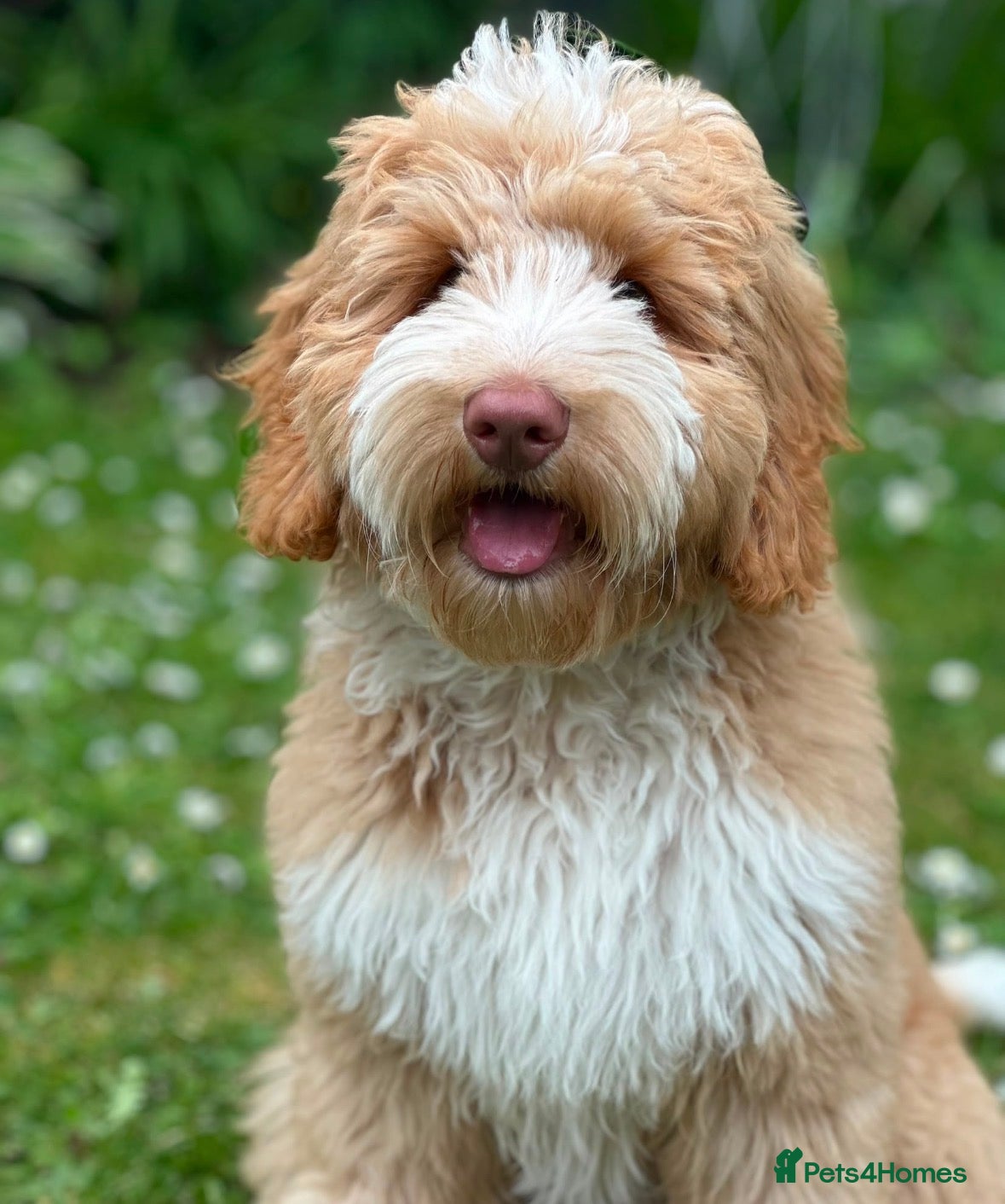 Australian Labradoodle dogs Multigen Australian Labradoodle - Advert 1