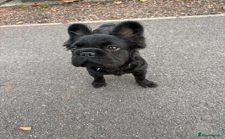 French Bulldog dogs - Advert 4