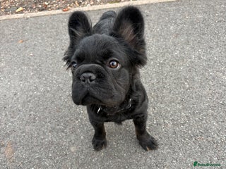 French Bulldog dogs - Advert 8