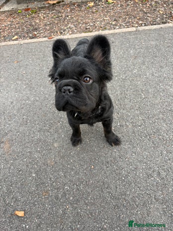 French Bulldog dogs - Advert 3