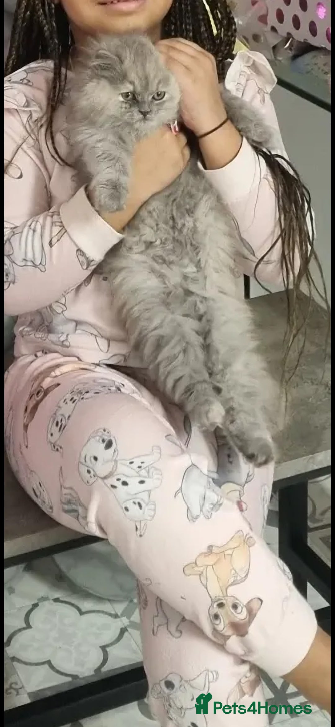 Persian cats for sale: Persian mixed breed  - Image 14