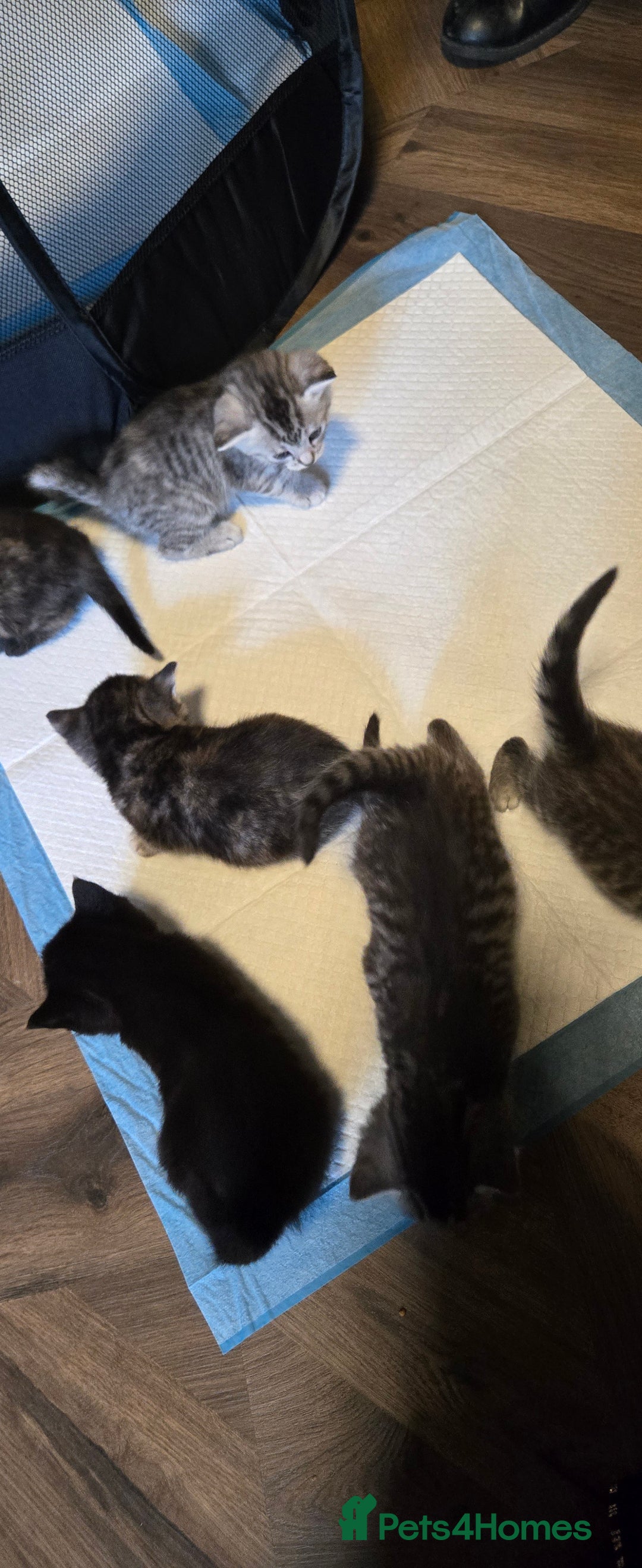 Mixed Breed cats for sale: Mother + 6 Kittens (All together)  - Image 3