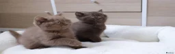 British Shorthair cats for sale: Chocolate Champion bloodline BSH - Advert 22