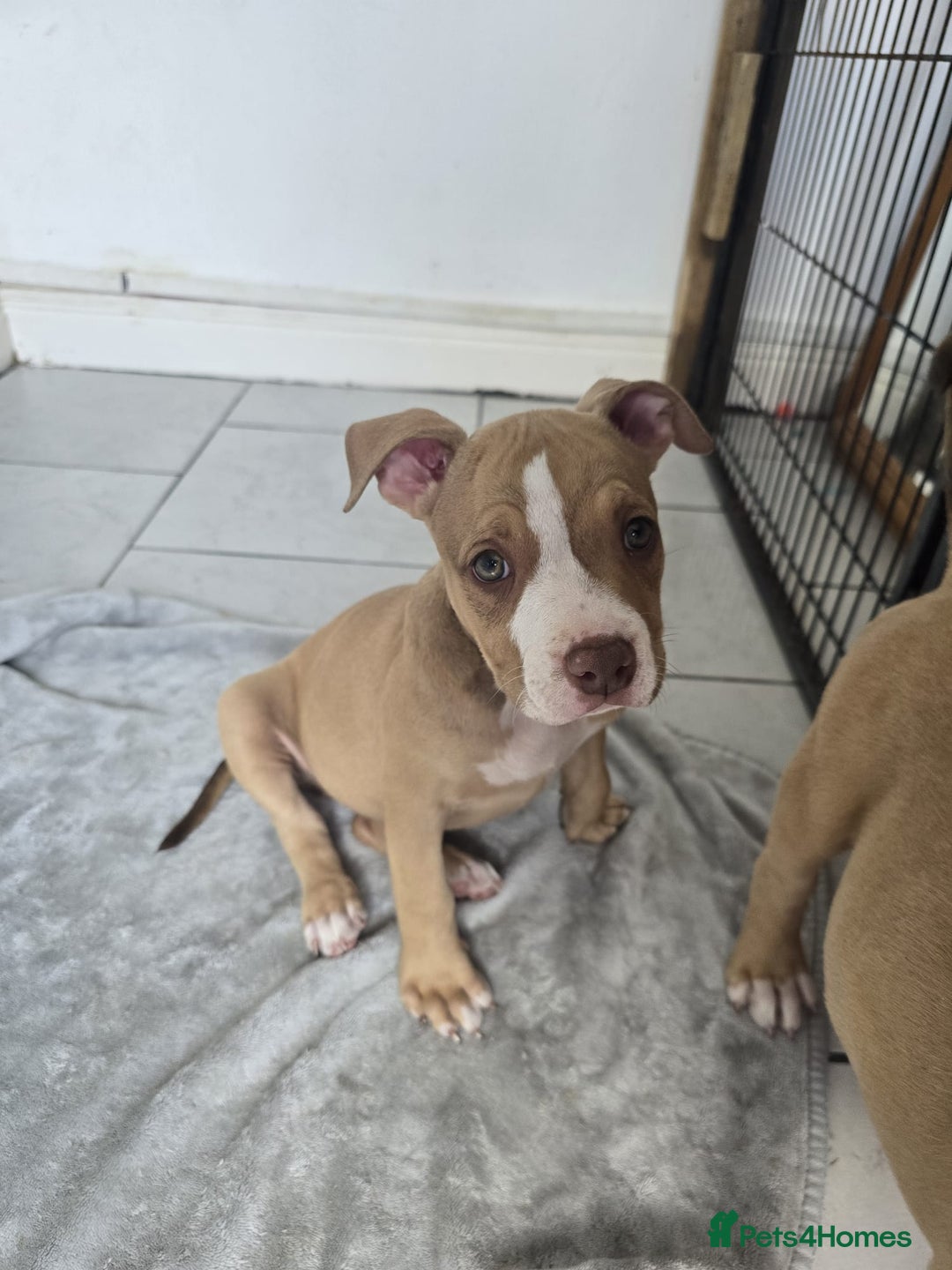 American Bully dogs for sale: Super chunky pocket bullies Ready to leave! - Image 16