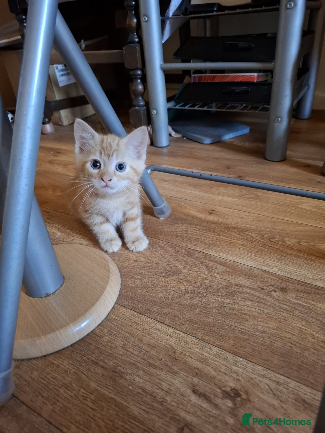 Mixed Breed cats for sale: 2 beautiful kittens - Image 6