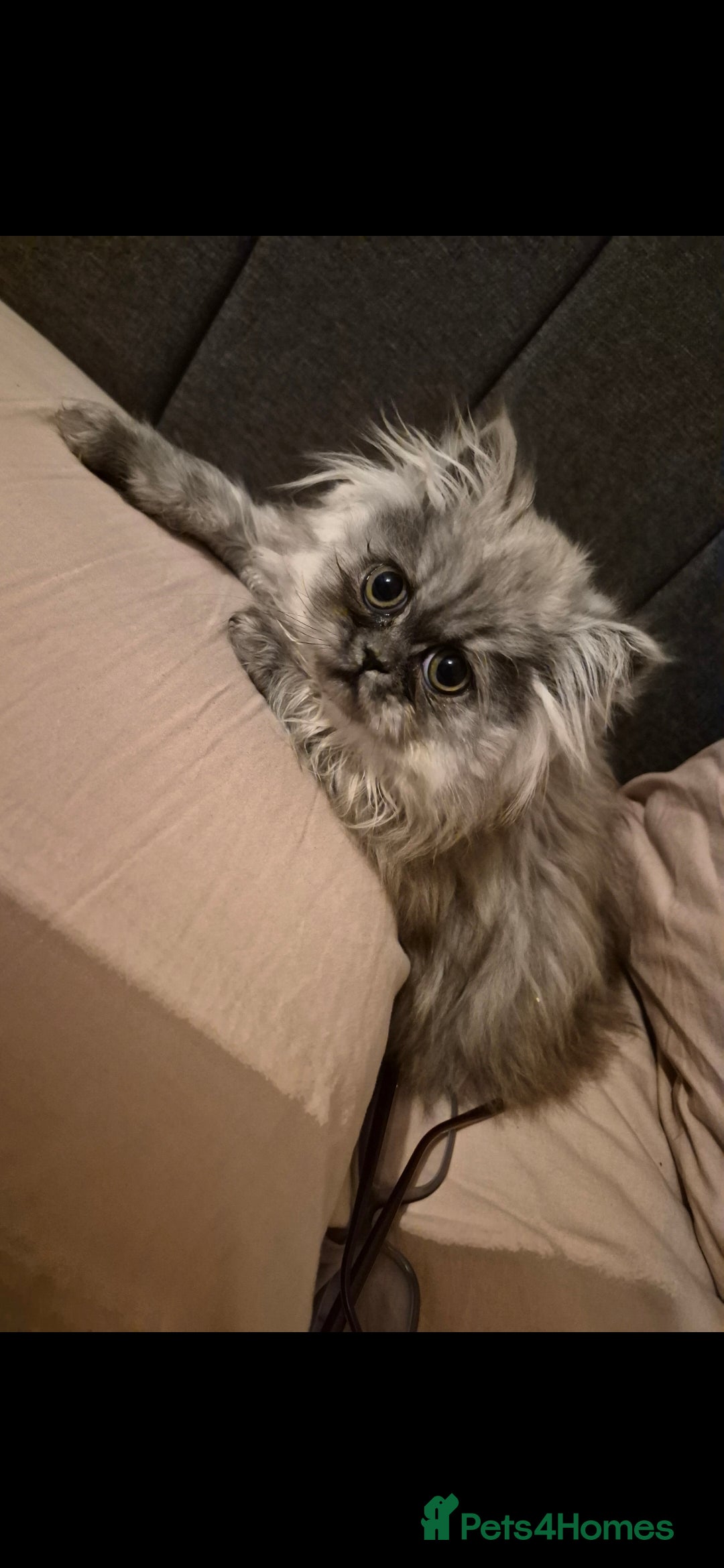 Persian cats for sale: 2 beautiful females  - Advert 7