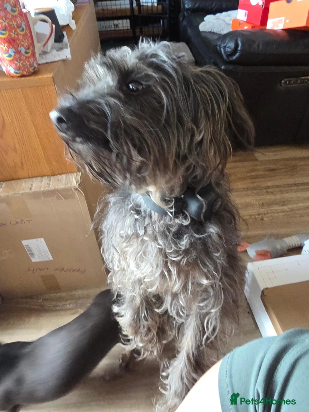 Yorkiepoo dogs for sale: For Adoption Romeo Yorkipoo  in Anstruther - Advert 4
