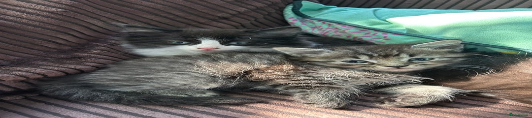 Mixed Breed Kitten 3
