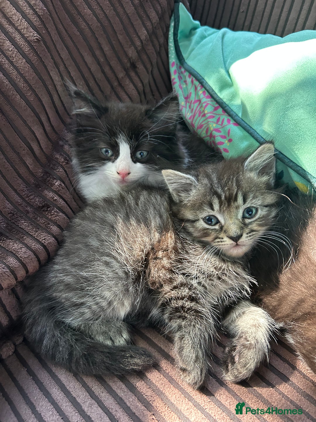 Mixed Breed cats for sale: 5 kittens for Sale - Image 14