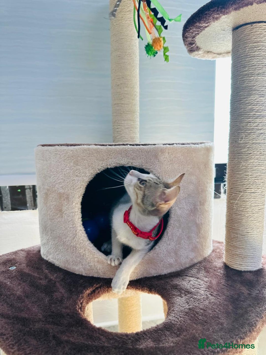 Mixed Breed cats for adoption: DANI - BUNDLE OF CUDDLES-FUN NEUTERED  - Image 3