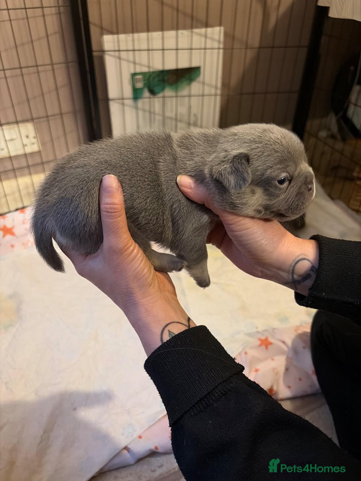French Bulldog dogs for sale: French bulldog puppies  - Advert 13