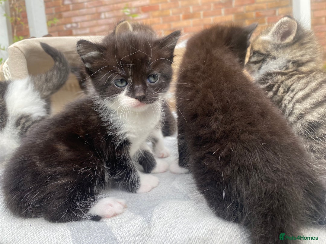 Mixed Breed cats for sale: Fluffy mixed tabby kittens  - Image 11