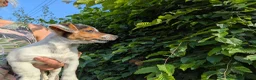 Jack Russell dogs for sale: Ready 10 weeks  Gorgeous bk & tan Jack Russel  - Advert 25