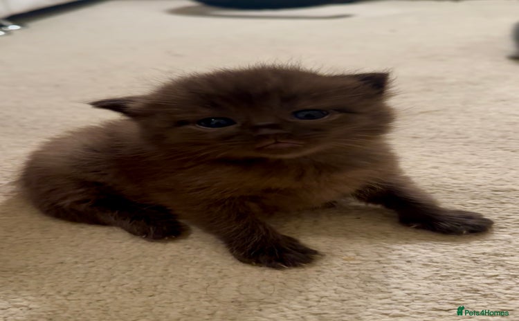 Ragdoll cats - Advert 11
