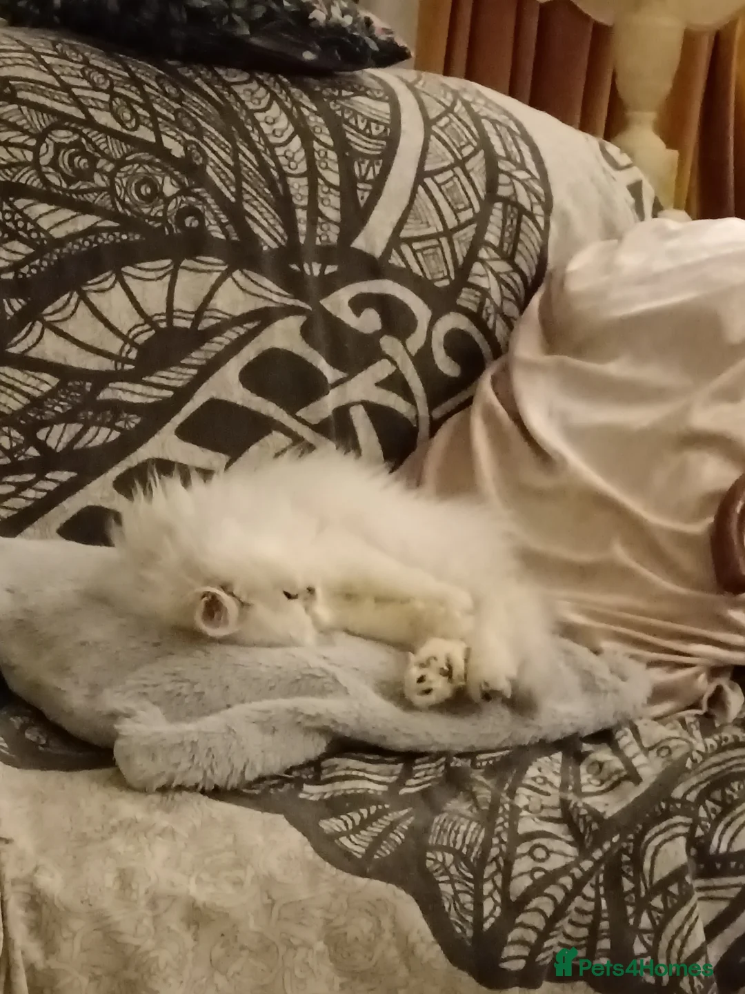 Persian cats for sale: 🍁White black tipped Persian kittens ready now - Advert 13