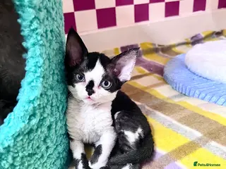 Devon Rex cats ❤️❤️❤️Beautiful Devon Rex kittens! ❤️❤️ - Advert 6