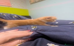 Maine Coon cats for sale: Main coon cross with British short hair - Image 16